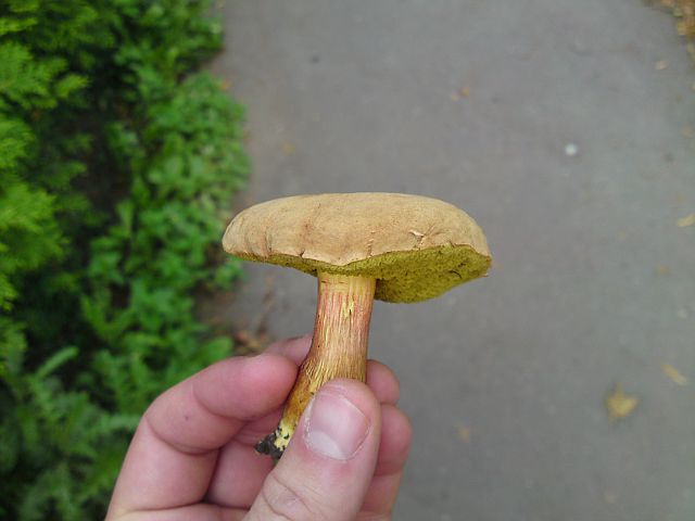 Stran houba