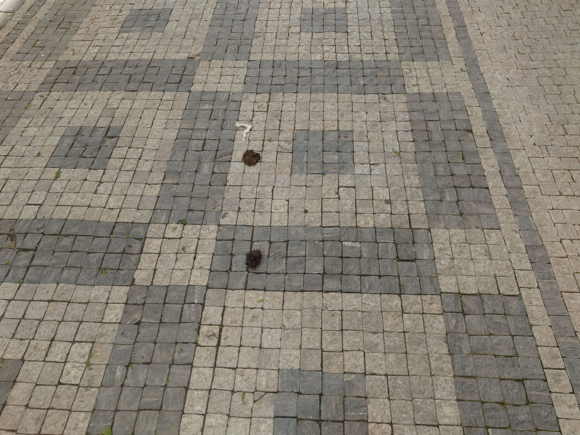 královské vinohrady