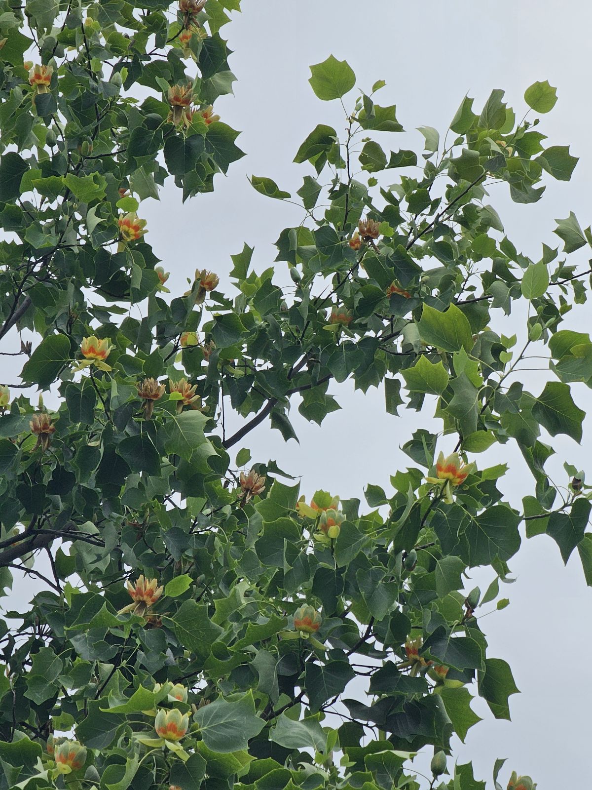 Liliovník tulipánokvětý