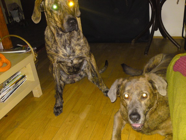 Hafiny hypnotizujou b�bovku