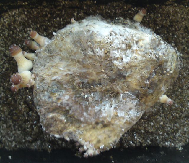 Houby - �tvrt� v�rka