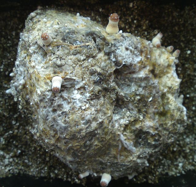 Houby s voctem po p�t�