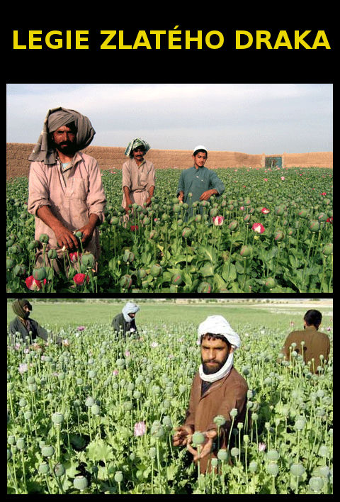 legie zlat�ho draka - zlat� drak a jeho �dol�