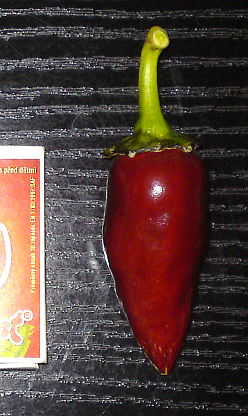 chilli monstrum